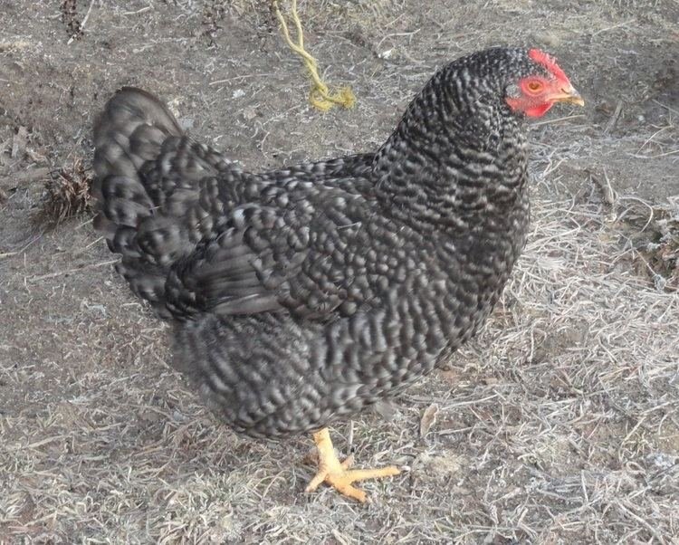 De populaire Chicken Road slot in Nederland: een spetterende ervaring online in Netherlands