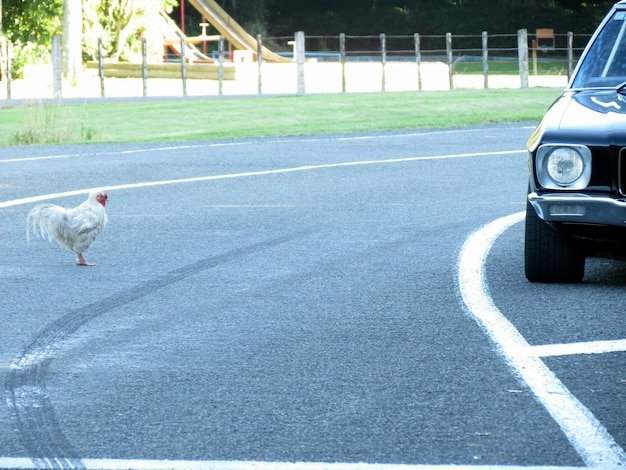 Descubre el Misterio de la Carretera de Pollo en España Jugar Online, chicken road game